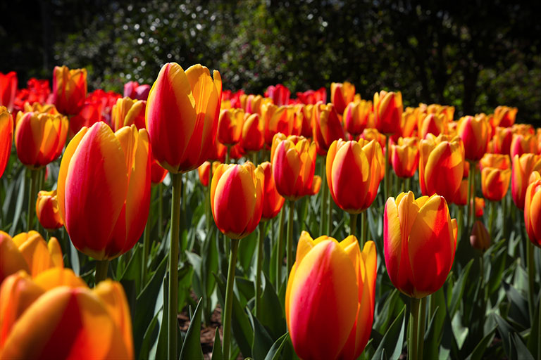 Tulips_Brookgreen_Gardens