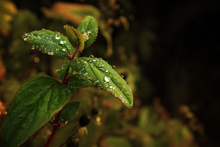 Water_Droplets_Leaf
